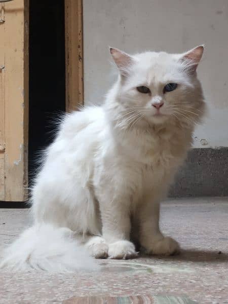 odd eyes double cotted white Persian female cat 3