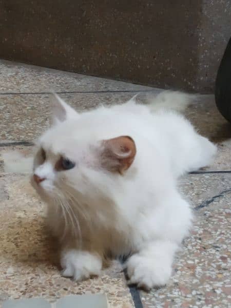 odd eyes double cotted white Persian female cat 4