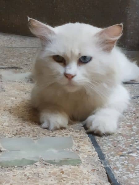 odd eyes double cotted white Persian female cat 6