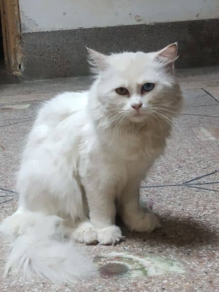 odd eyes double cotted white Persian female cat 7