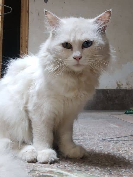 odd eyes double cotted white Persian female cat 8