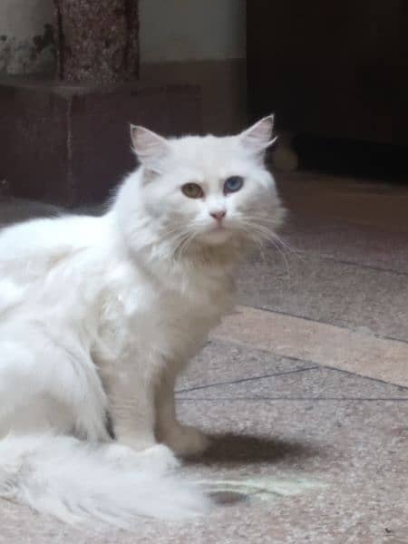 odd eyes double cotted white Persian female cat 9