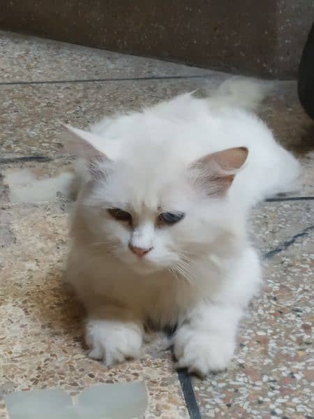 odd eyes double cotted white Persian female cat 10