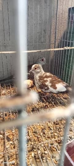 Ready for breed Diamond Pied Dove Pair