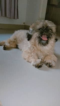 9 months show class Shihtzu for sale