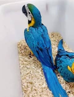 blue macaw parrot age 5 month for sale 03203653808