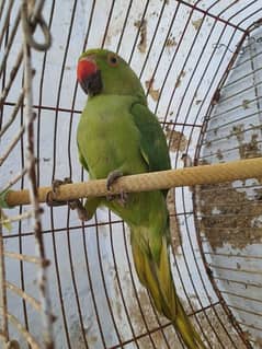 green ringneck paroot