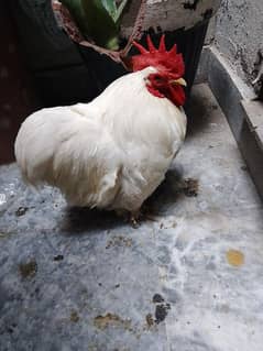 white bantam pair healthy egg lying 0