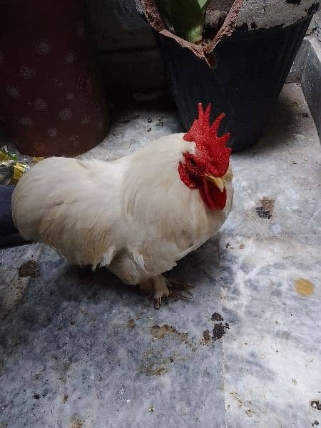 white bantam pair healthy egg lying 1