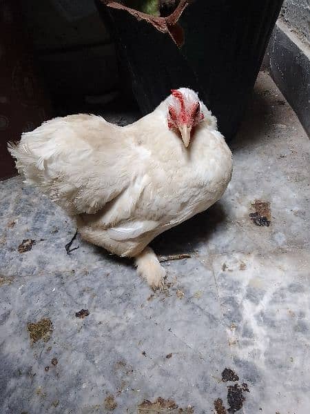 white bantam pair healthy egg lying 2