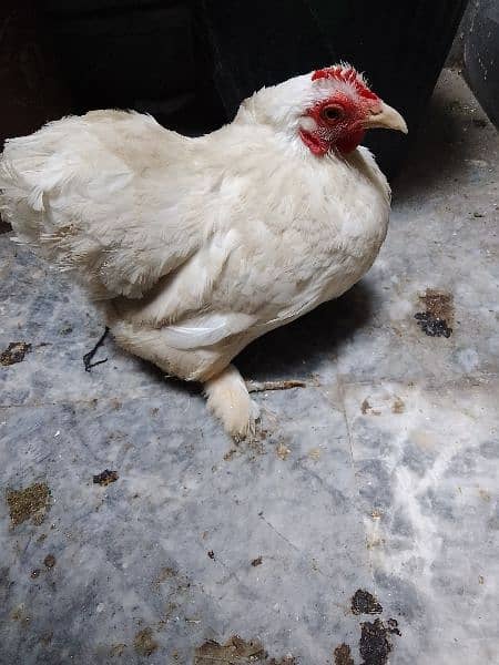 white bantam pair healthy egg lying 3