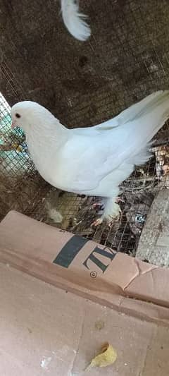 Withe fancy pigeon femail