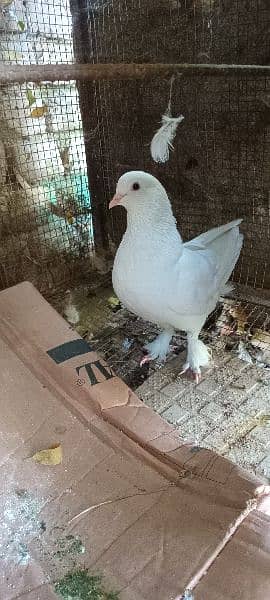 Withe fancy pigeon femail 1