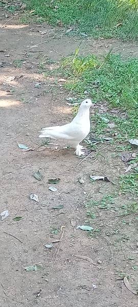 Withe fancy pigeon femail 2