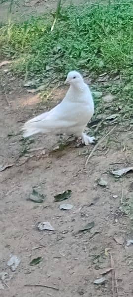 Withe fancy pigeon femail 4