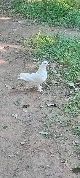 Withe fancy pigeon femail 5