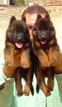 proper long coat black mass German Shepherd puppies pair for sale