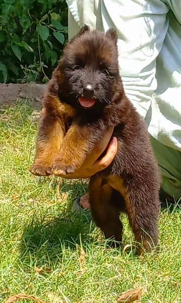 proper long coat black mass German Shepherd puppies pair for sale 1