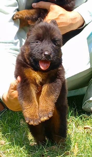 proper long coat black mass German Shepherd puppies pair for sale 2