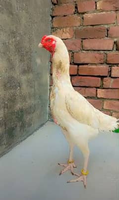 white oh Shamo female