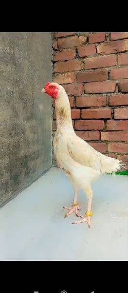 white oh Shamo female 2