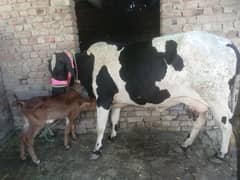 Jersey Cholistani cross cow with baby.