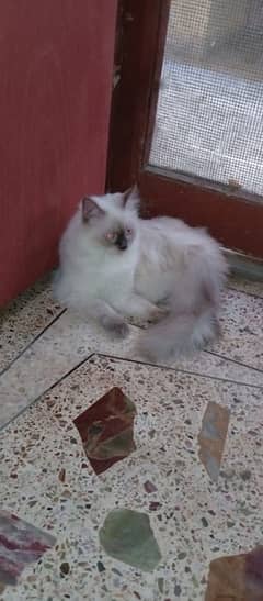 persian himalayan cat