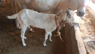 female goats for sale