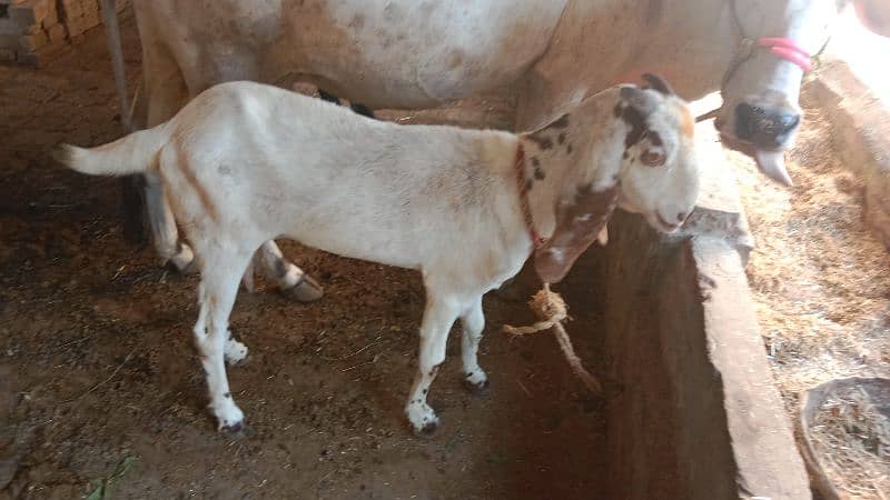 female goats for sale 0