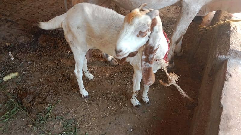 female goats for sale 1