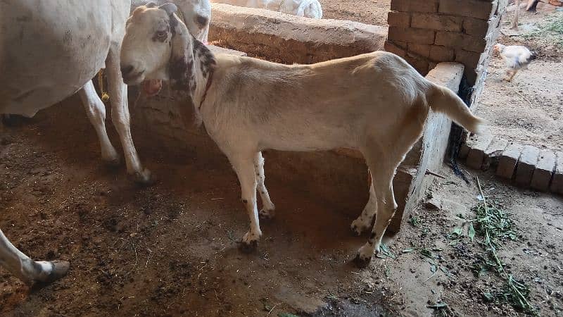 female goats for sale 3