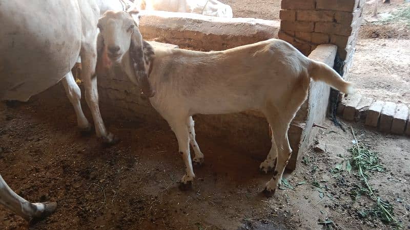 female goats for sale 4