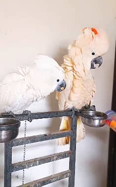 Triton cockatoo | Umbrella | Malakand | malucan | high quality parrots