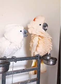 Triton cockatoo | Umbrella | Malakand | malucan | high quality parrots 1