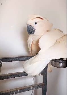 Triton cockatoo | Umbrella | Malakand | malucan | high quality parrots 3