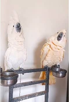 Triton cockatoo | Umbrella | Malakand | malucan | high quality parrots 5