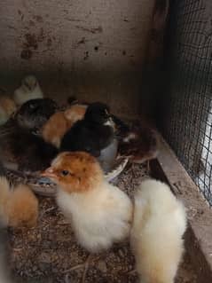 chick for sale per piece 100