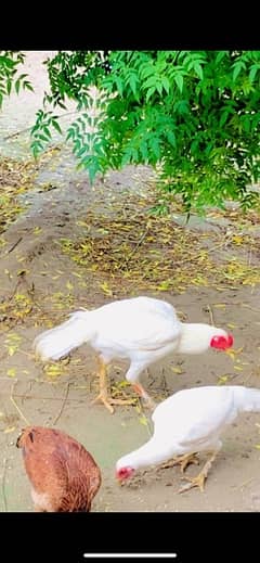 white aseel pair