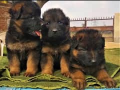 German Shepherd/Puppies/Dog/German Shepherd Puppies/GSD