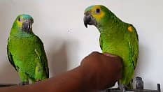 blue franted amazon | amazon parrots | high quality amazon