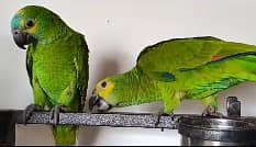 blue franted amazon | amazon parrots | high quality amazon 1