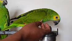 blue franted amazon | amazon parrots | high quality amazon 2