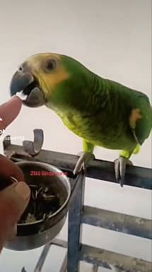 blue franted amazon | amazon parrots | high quality amazon 3