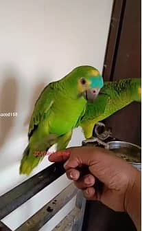 blue franted amazon | amazon parrots | high quality amazon 4