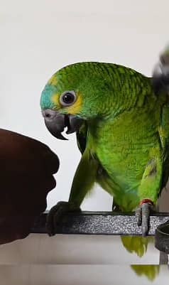 blue franted amazon | amazon parrots | high quality amazon 5