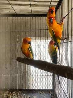 Sun Conure for Sell