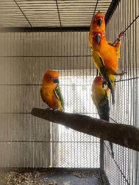 Sun Conure for Sell 0