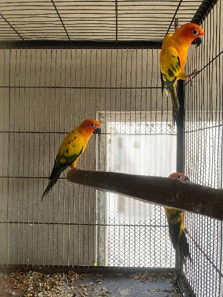 Sun Conure for Sell 1