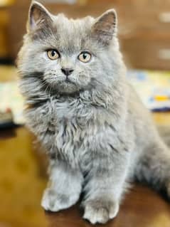 Grey Male Triple Coat Long Hair Persian Kitten