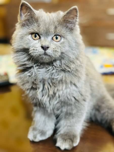 Grey Male Triple Coat Long Hair Persian Kitten 0